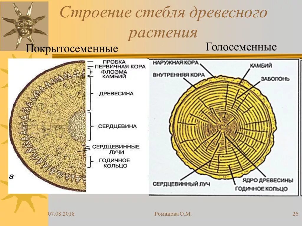 Строение голосеменных и покрытосеменных. Строение древесины покрытосеменных растений. Строение стебля голосеменных растений биология 7 класс. Строение стебля покрытосеменных растений. Строение стебля сосны обыкновенной.