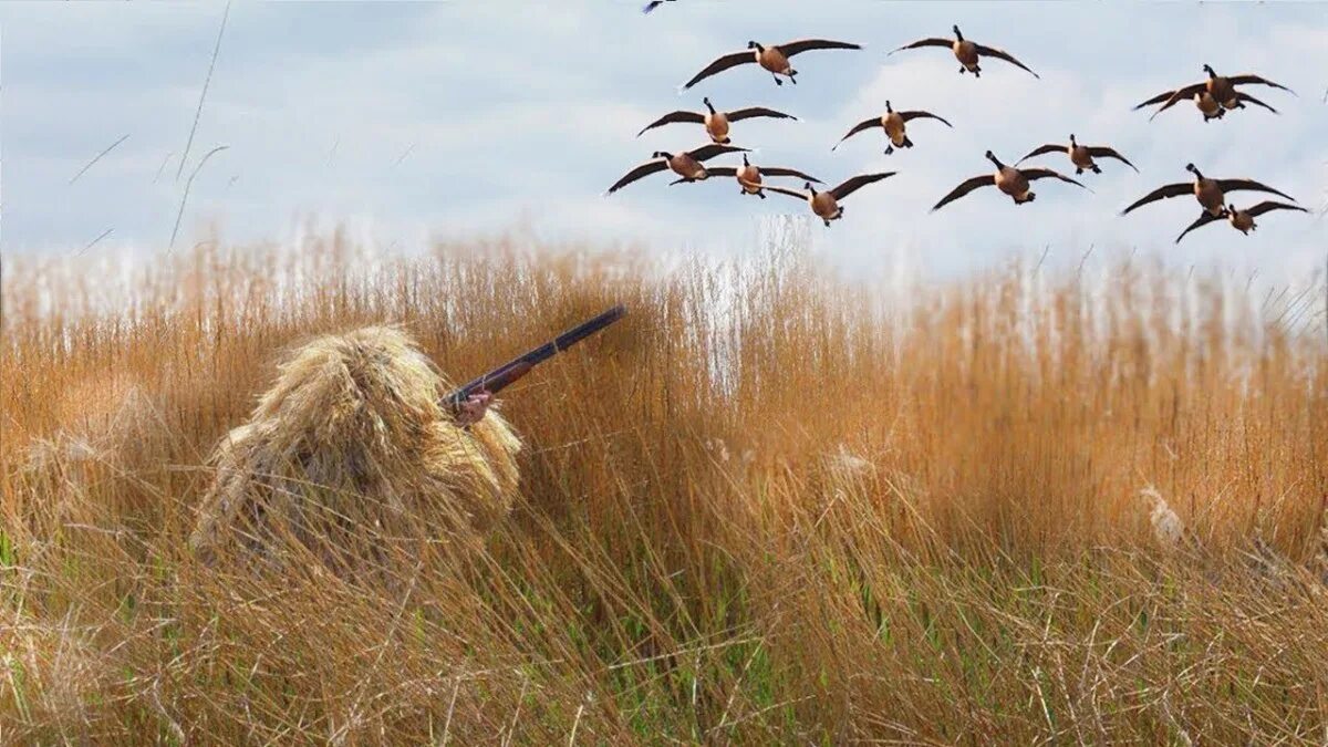 Охота на гуся весной 2023. Охота на уток. Весеннее открытие на утку