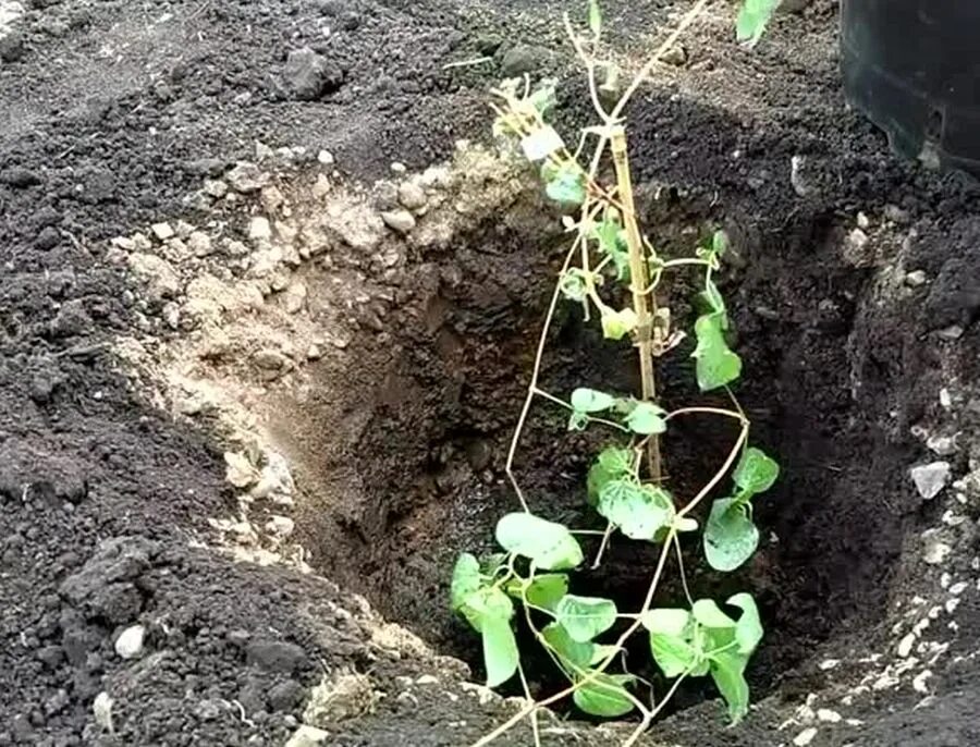 Клематис садить. Посадка клематисов весной в открытый грунт. Клематис посадка. Клематис посадка в открытый грунт. Пересадка клематиса весной на другое место