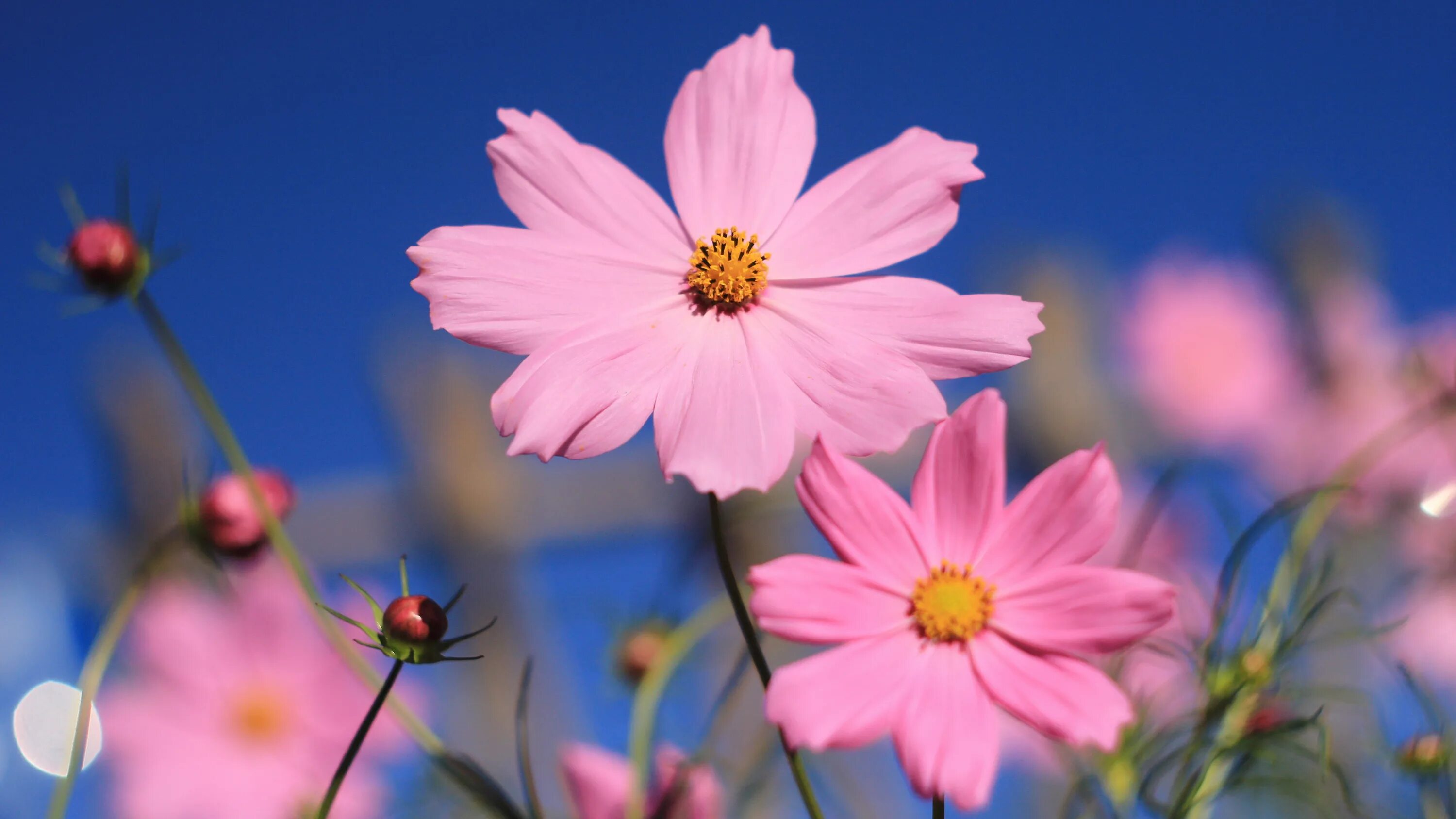 Лето цвет розовый. Космея. Космея – Pink Cosmos. Космея цветы голубые. Космея Попсокс розовая.