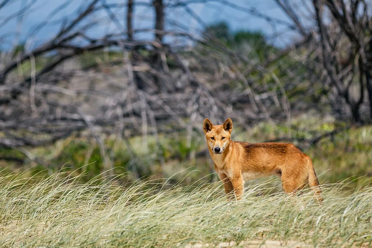 Австралийская собака Динго. Динго в Австралии. Дикая собака Динго в Австралии. Собака Динго Донго. Дикая собака динга