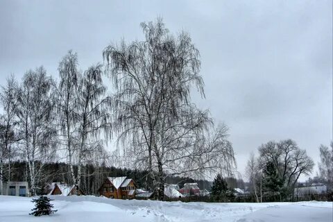 Березовая роща выползово