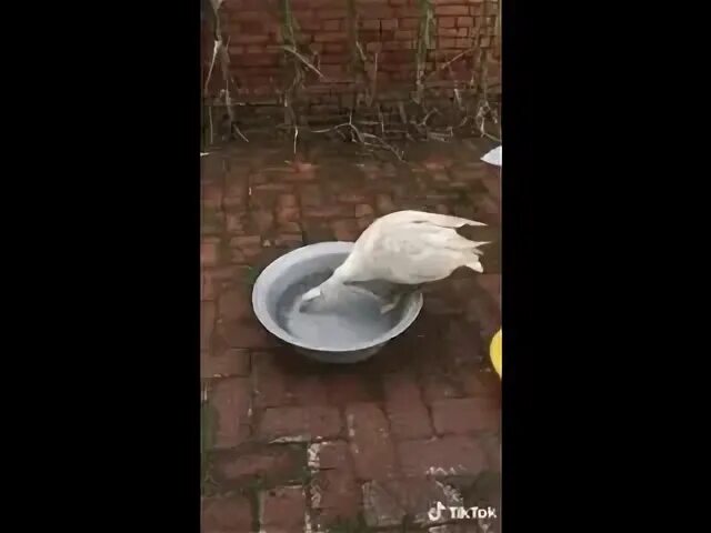 Сломать гуся