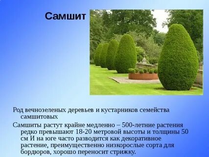 Текст вечнозеленый