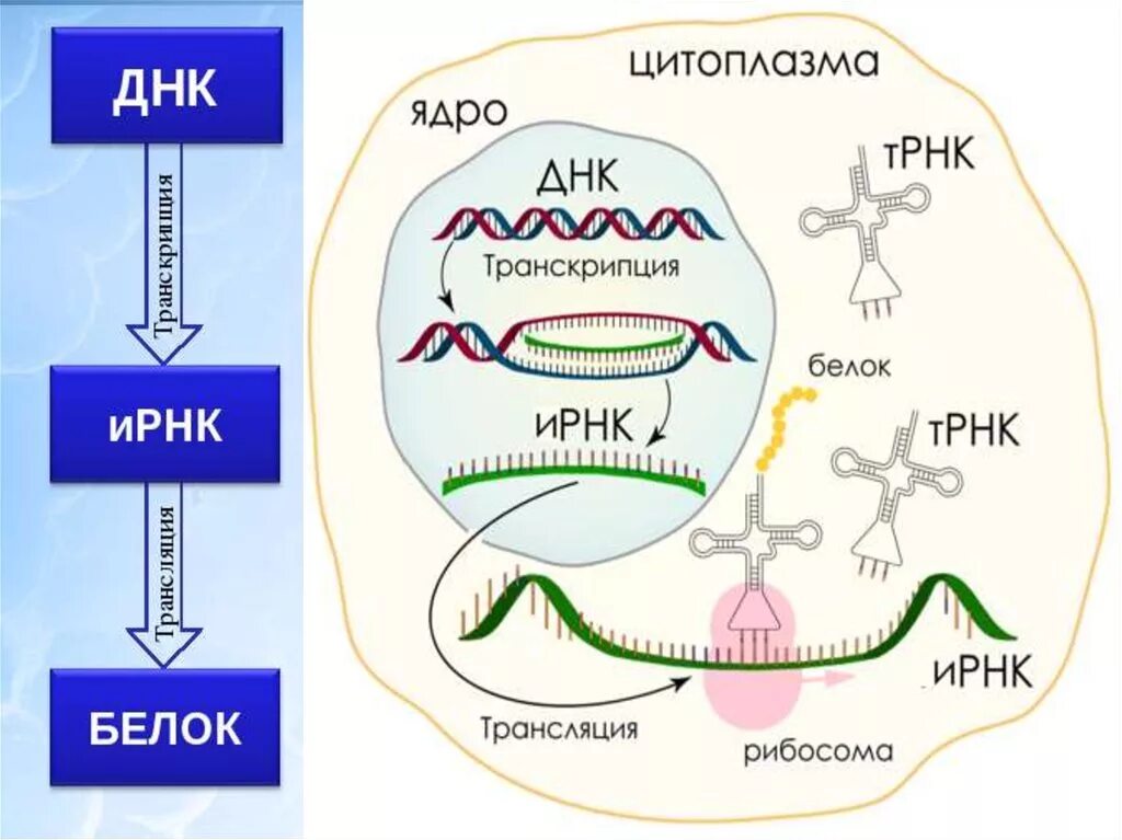Схема биосинтеза белка. ДНК Биосинтез белка. Биосинтез белка и нуклеиновых кислот. Трансляция нуклеиновых кислот. Ядро транскрипция цитоплазма.