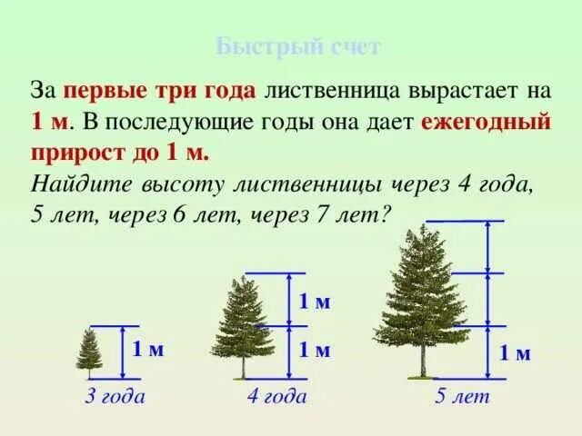 Сколько растет сосна