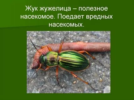Вредные насекомые