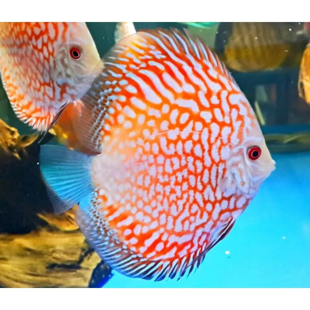 рыбный магазин тюмень. рыбки воронеж.