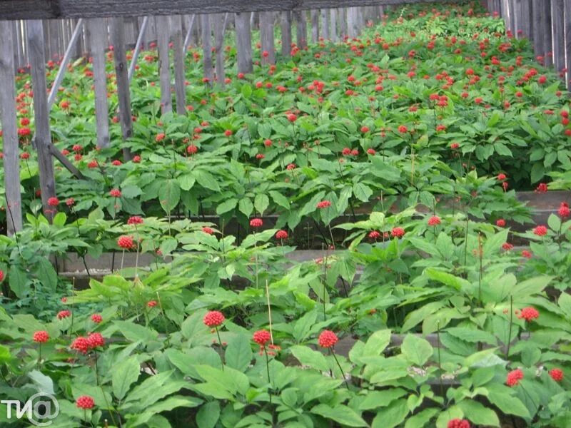 Ложный женьшень. Всходы женьшеня. Культивированный женьшень. Плантации женьшеня. Женьшень рассада.