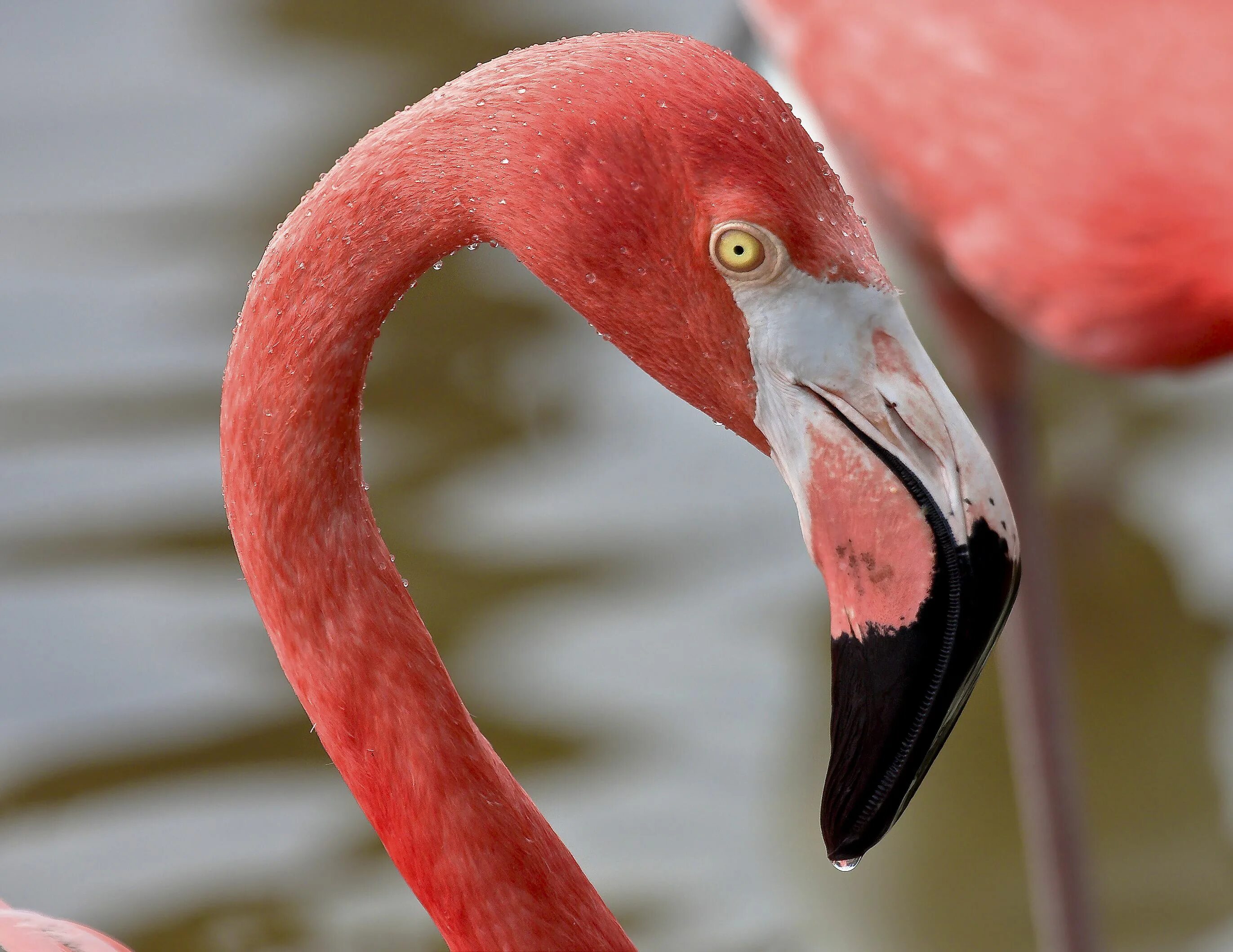 Фламинго открытый клюв. Глаз фламинго. Глаз фламинго фото. Клюв фламинго. Глаз розового фламинго.