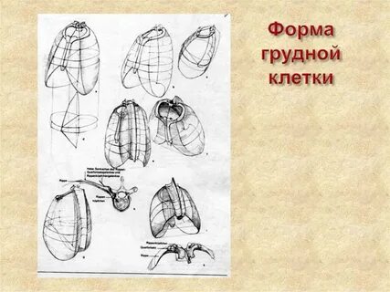 Грудина курицы