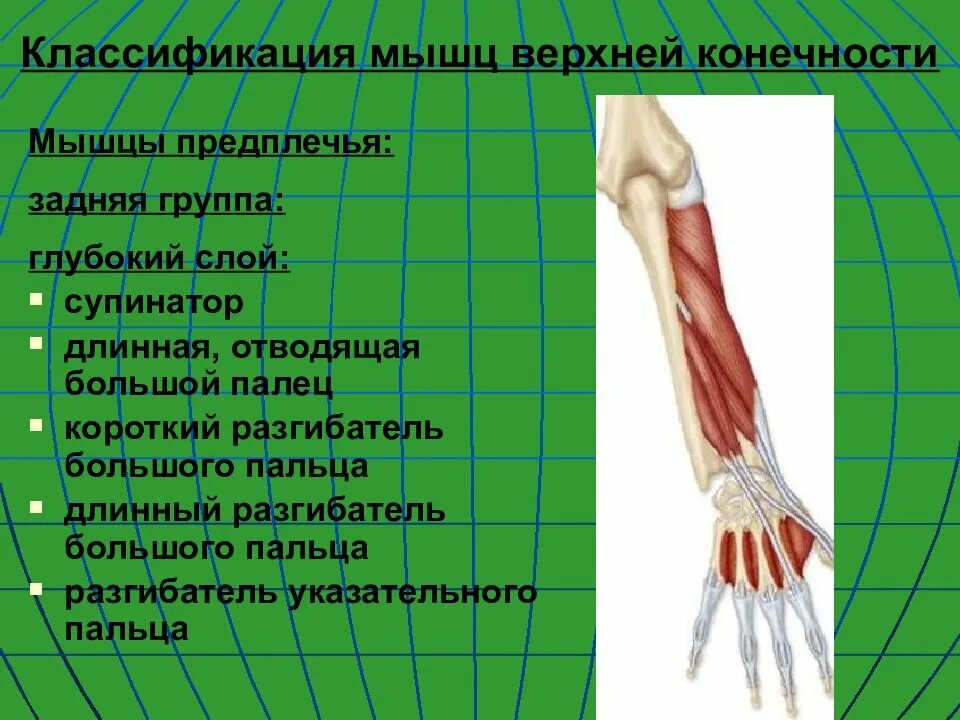 Функции мышц предплечья. Мышцы верхней конечности предплечья. супинатор задней группы мышц предплечья. сгибательные мышцы верхних конечностей. разгибатель указательного пальца предплечья.