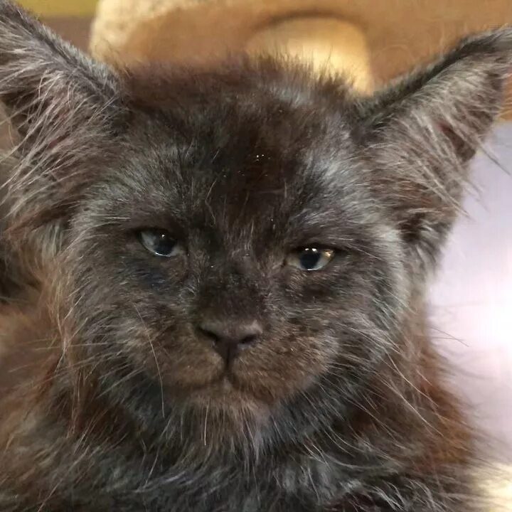 мейн кун валькирия фото. кот с человеческим. кошка мейн кун валькирия. мейн кун валькирия с человеческим лицом. порода мейн кун валькирия.