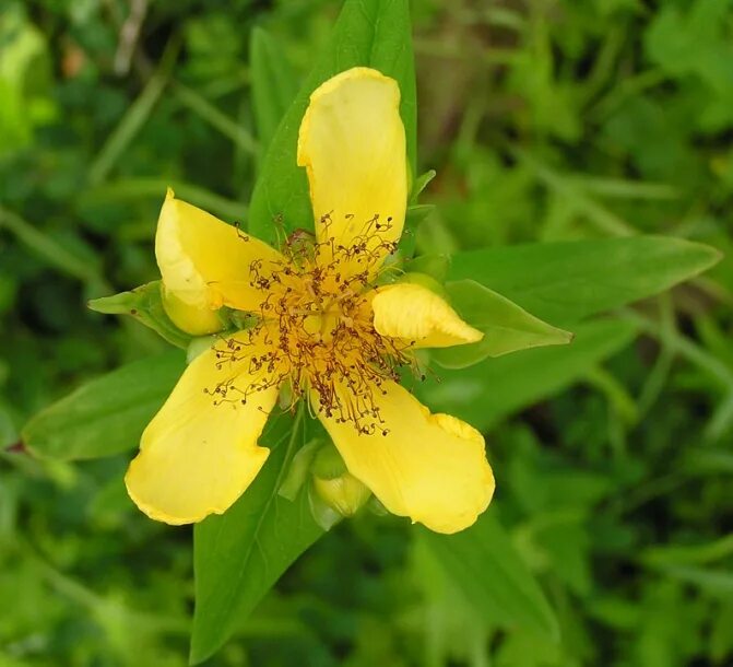 Зверобой автор. Hypericum ascyron. Зверобой большой - Hypericum ascyron. Hypericum forrestii. Зверобой Альбифлорус.