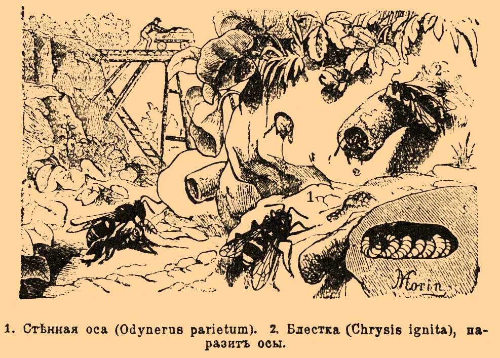 Включи одинер. Оса одинер. Одинер стенной. Стенные осы. Гнездо осы одинеры.