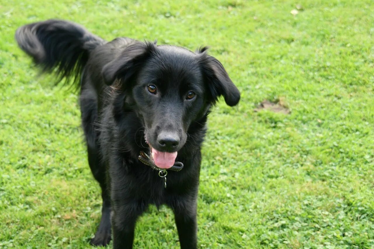 Alice has a big black dog. Майоркская овчарка длинношерстная. Ретривер черный длинношерстный. Черная собачка дворняжка. Черная овчарка дворняга.