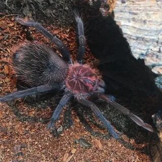 Друг паука