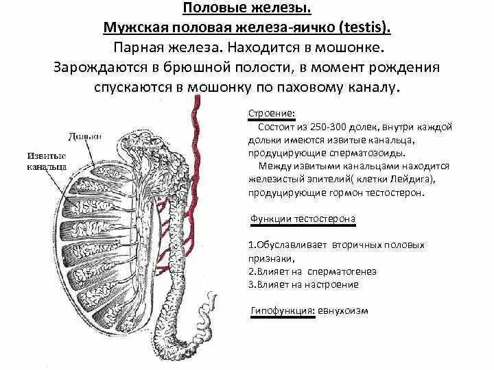 Семенники железа строение. Добавочные железы семенника. Строение желез семенников. Семенники парные железы.