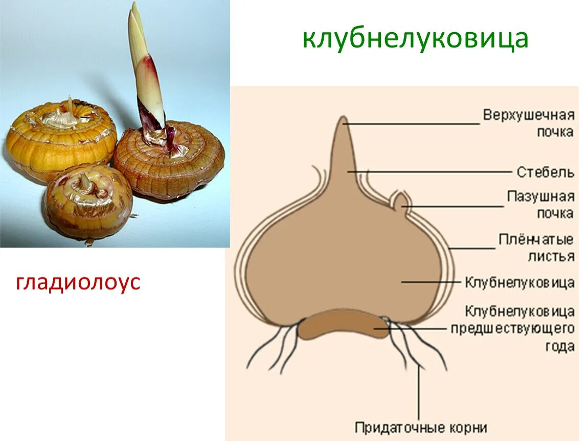 Метаморфозы побега клубнелуковица. Клубнелуковица строение побег. Клубнелуковица гладиолуса схема. Клубнелуковица гладиолуса это видоизмененный побег. Клубень какой вегетативный орган