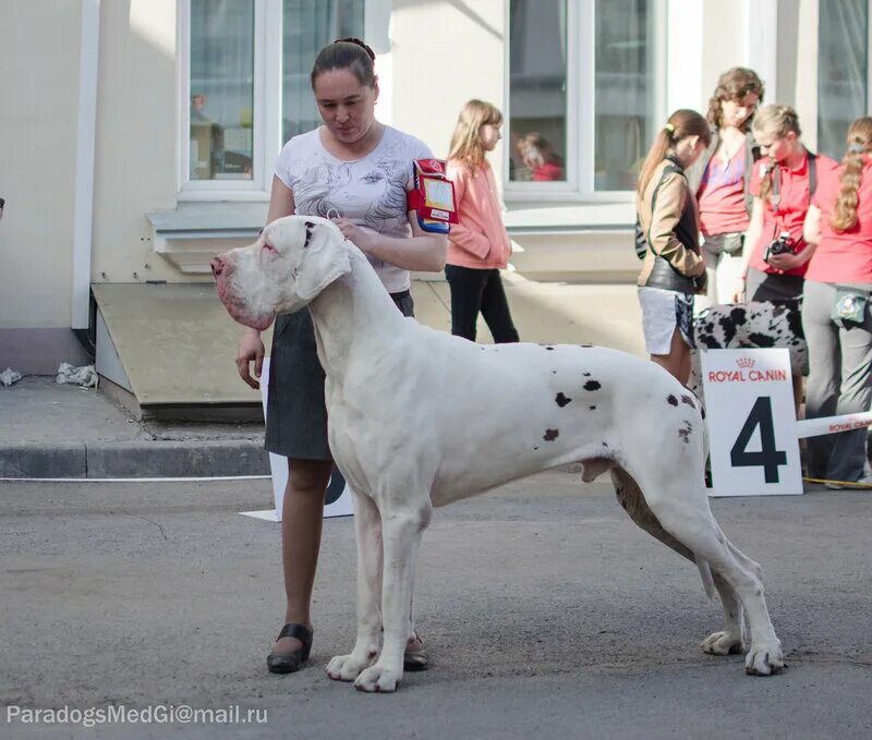 In cash we trust картина. Блог дог ви траст. Прикольный принт на футболку. Олдблюз изыск. Блог дог ви траст.