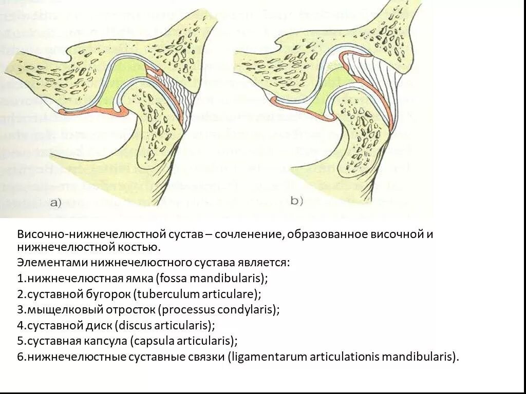 Соединение нижнечелюстной и височных костей. Анатомия сустава ВНЧС. Височно верхнечелюстной сустав анатомия. Внесуставные связки ВНЧС. Суставная ямка ВНЧС.