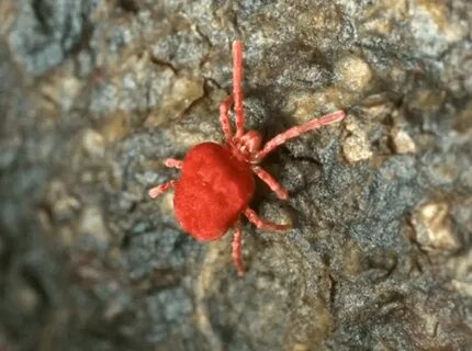Small red