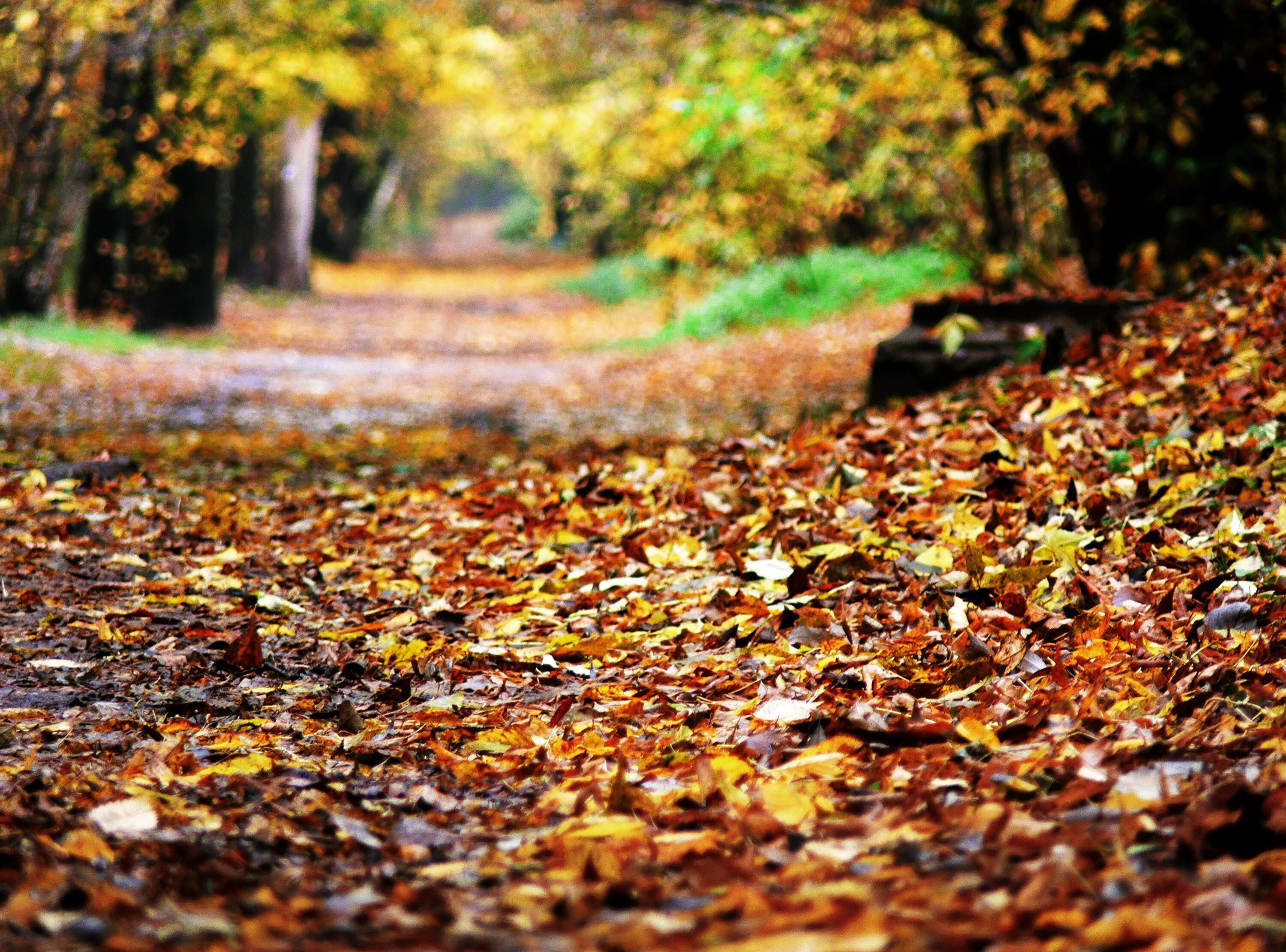 Опавшие листья терпеливо. Опавшая листва. Опавшие листья. Осень опавшие листья. Опавшая осенью листва.