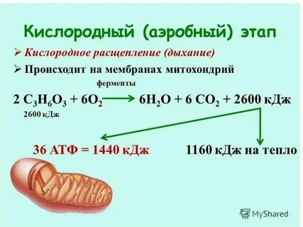 Этапы энергетического обмена происходящие процессы