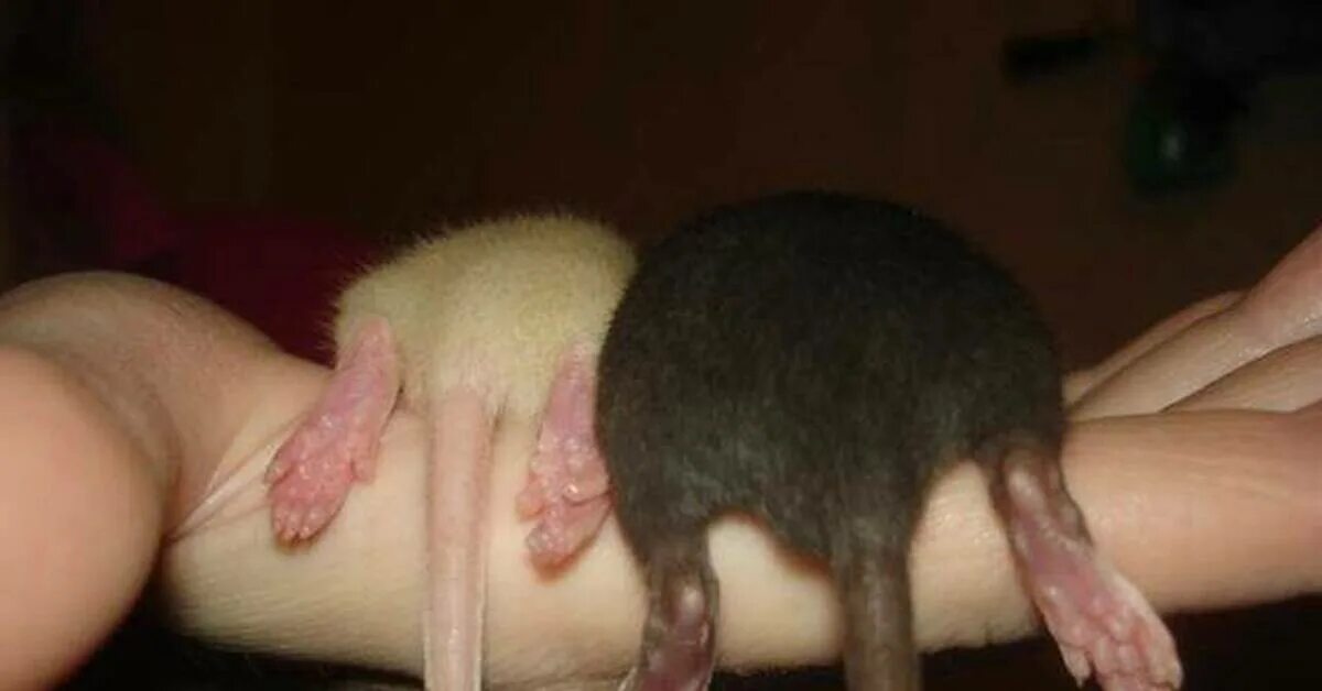 Хвост домашней крысы