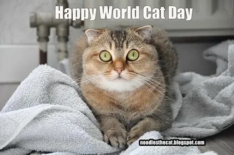 Cat day
