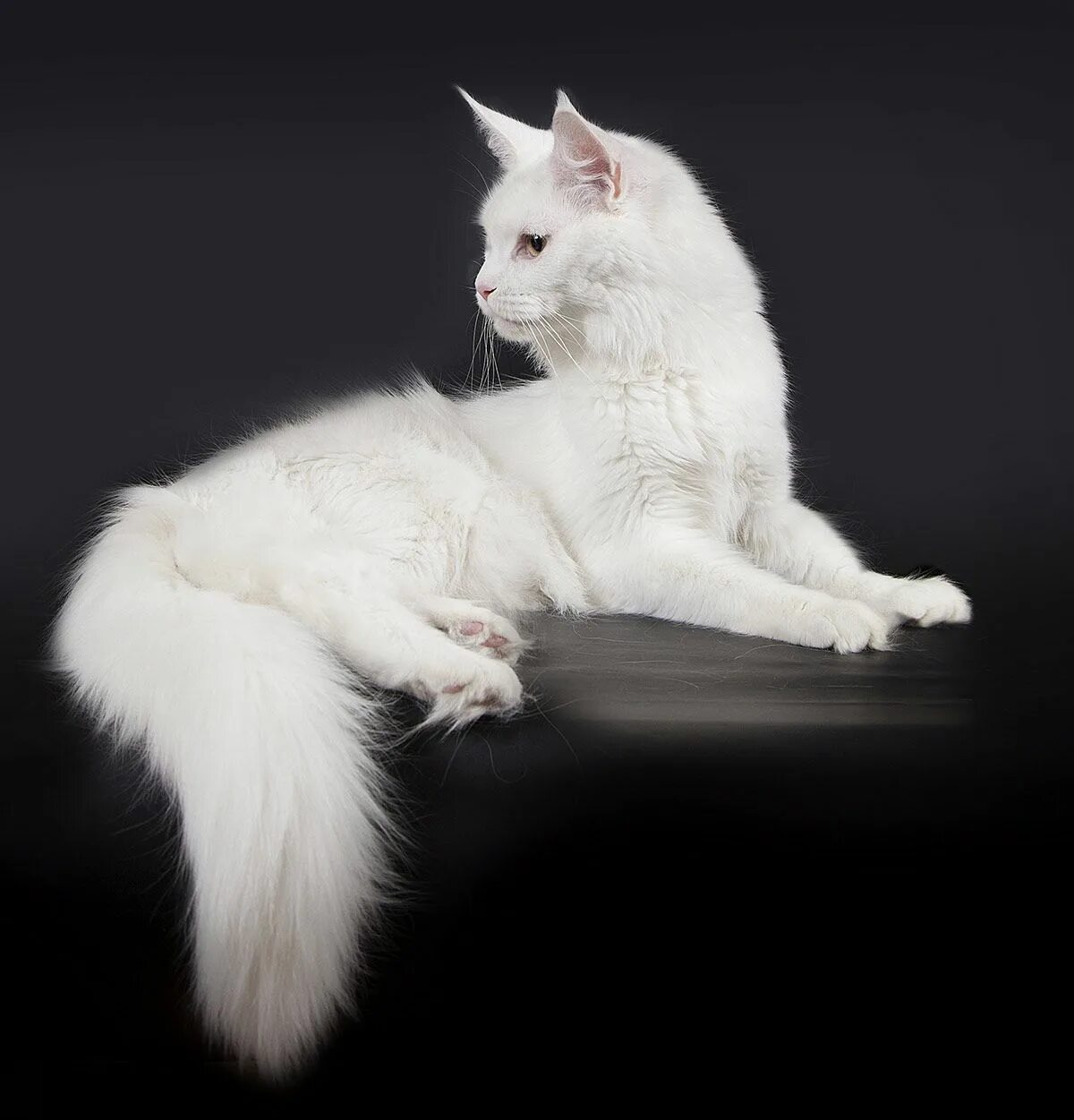 Белый мейкун. Мейн кун белый. Белая кошка Мейн кун. Мейн кун белый котенок. Белый котенок Мейн куна.