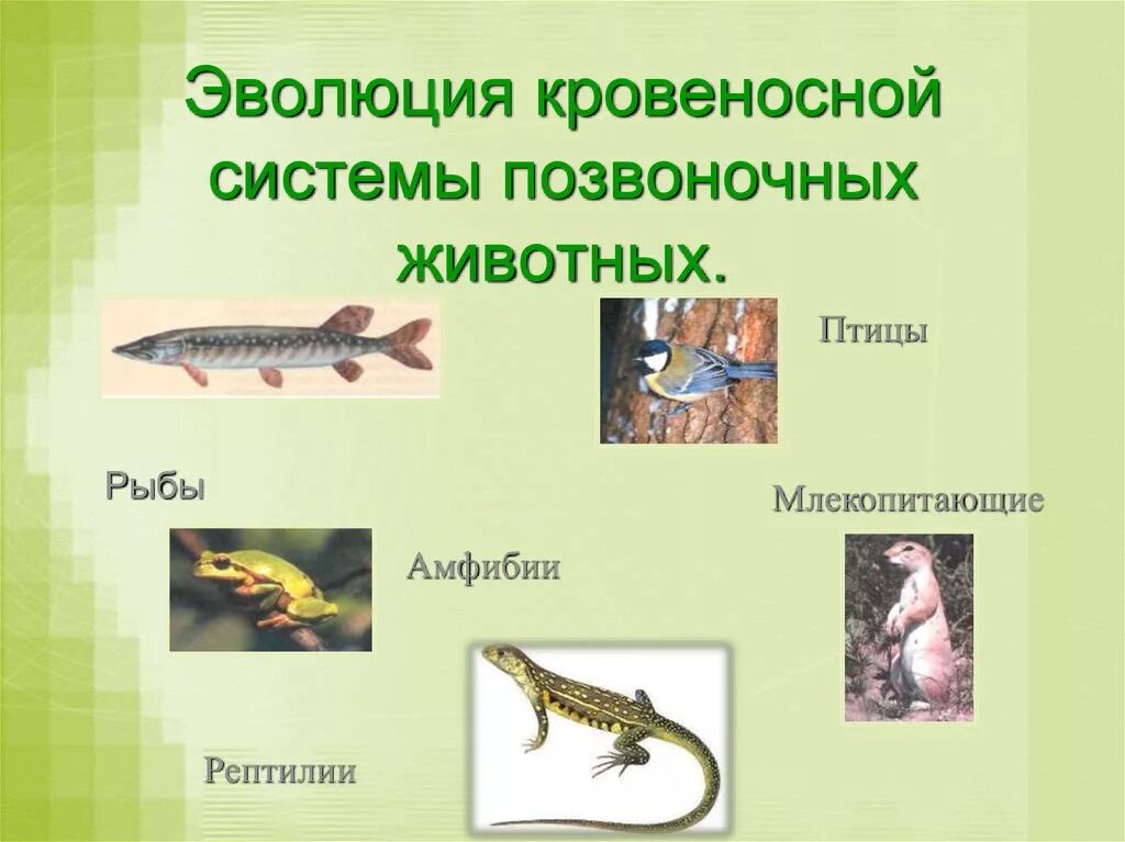 Защита позвоночных животных. Эволюция позвоночных. Эволюция кровеносной системы позвоночных животных. Эволюция развития кровеносной системы рыбы млекопитающие. Эволюция рыбы земноводные пресмыкающиеся.