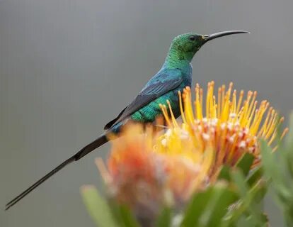 Sunbird comparison
