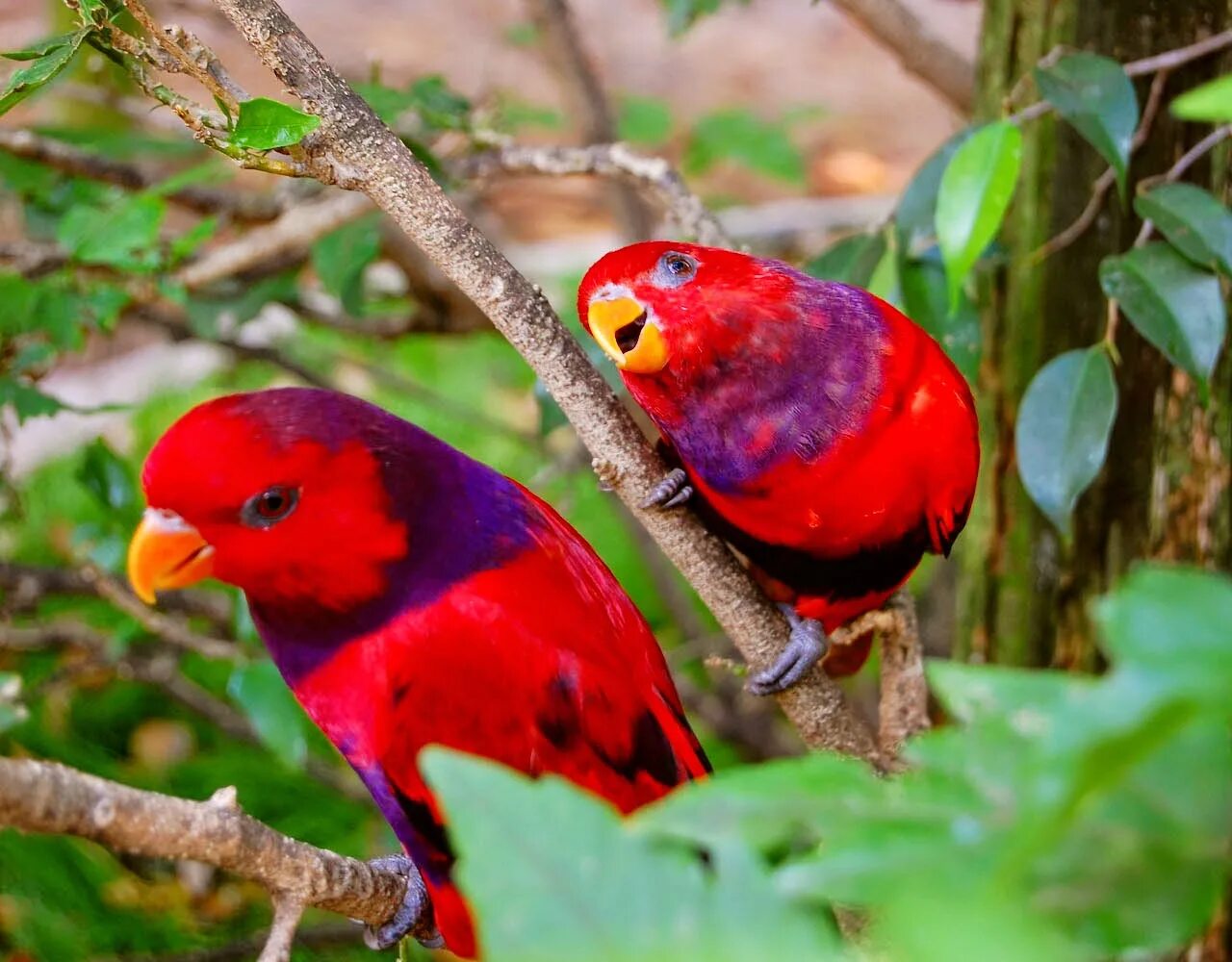 Вишнёво-красный лорикет. Синеухий красный лори. Синеухий красный лори. Красный лори попугай. Синеухий красный лори.