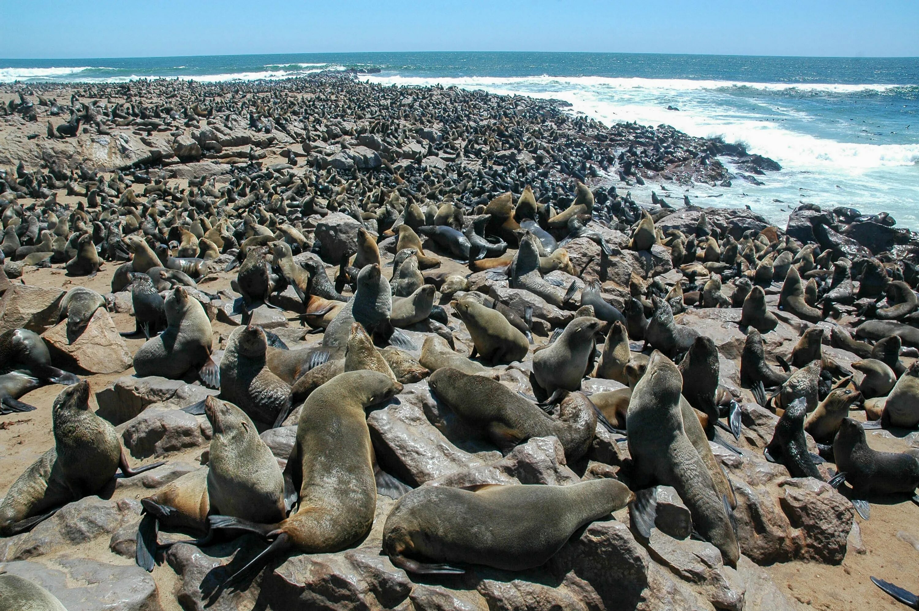 тихоокеанские моржи остров врангеля. морской слон лежбище. лежбище тюленей линахамари. намиб тюленьи лежбища. тюленье лежбище.