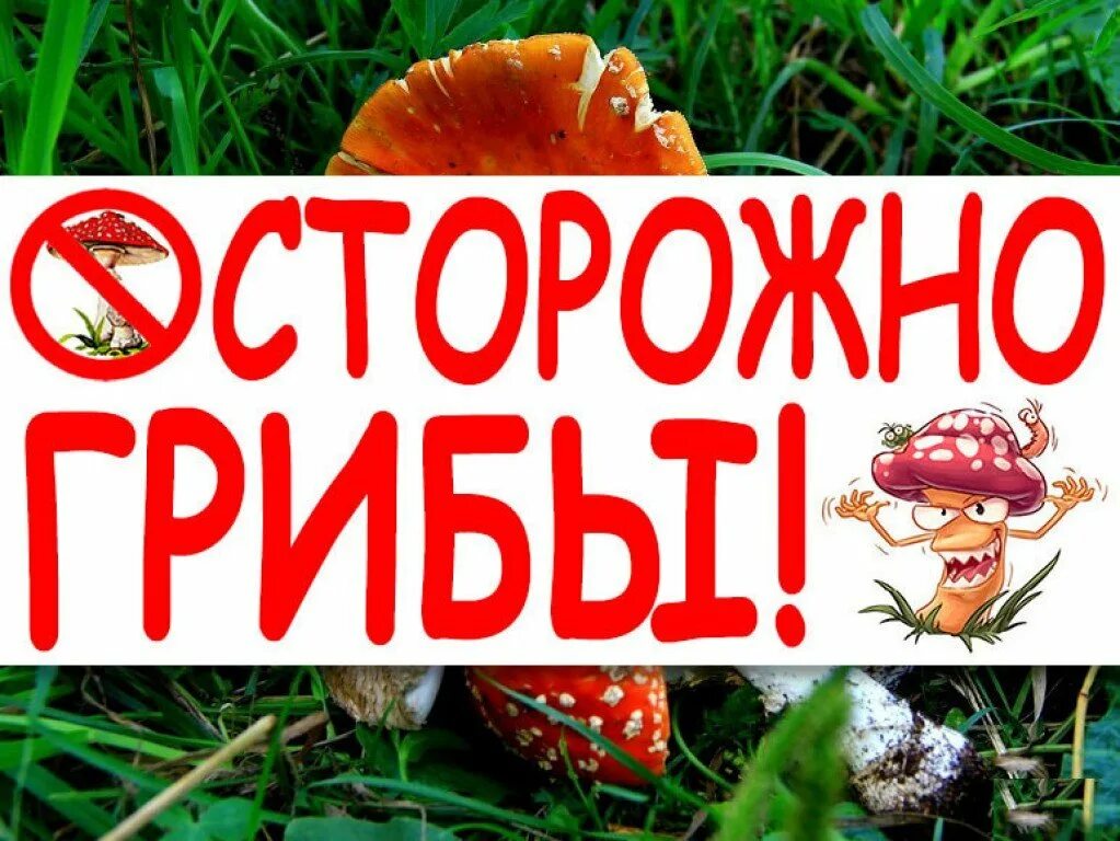 Осторожно ядовиты. Безопасность с ядовитыми растениями. Ядовитые растения для дошкольников. Осторожно ядовиты. Осторожно ядовитые растения.