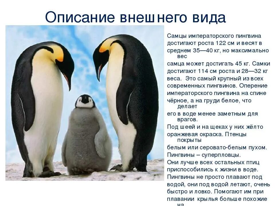 Пингвины информация