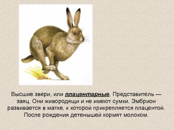 Представители высших животных. Высшие звери представители. высшие или плацентарные звери. плацентарные звери представители. высшие плацентарные млекопитающие.