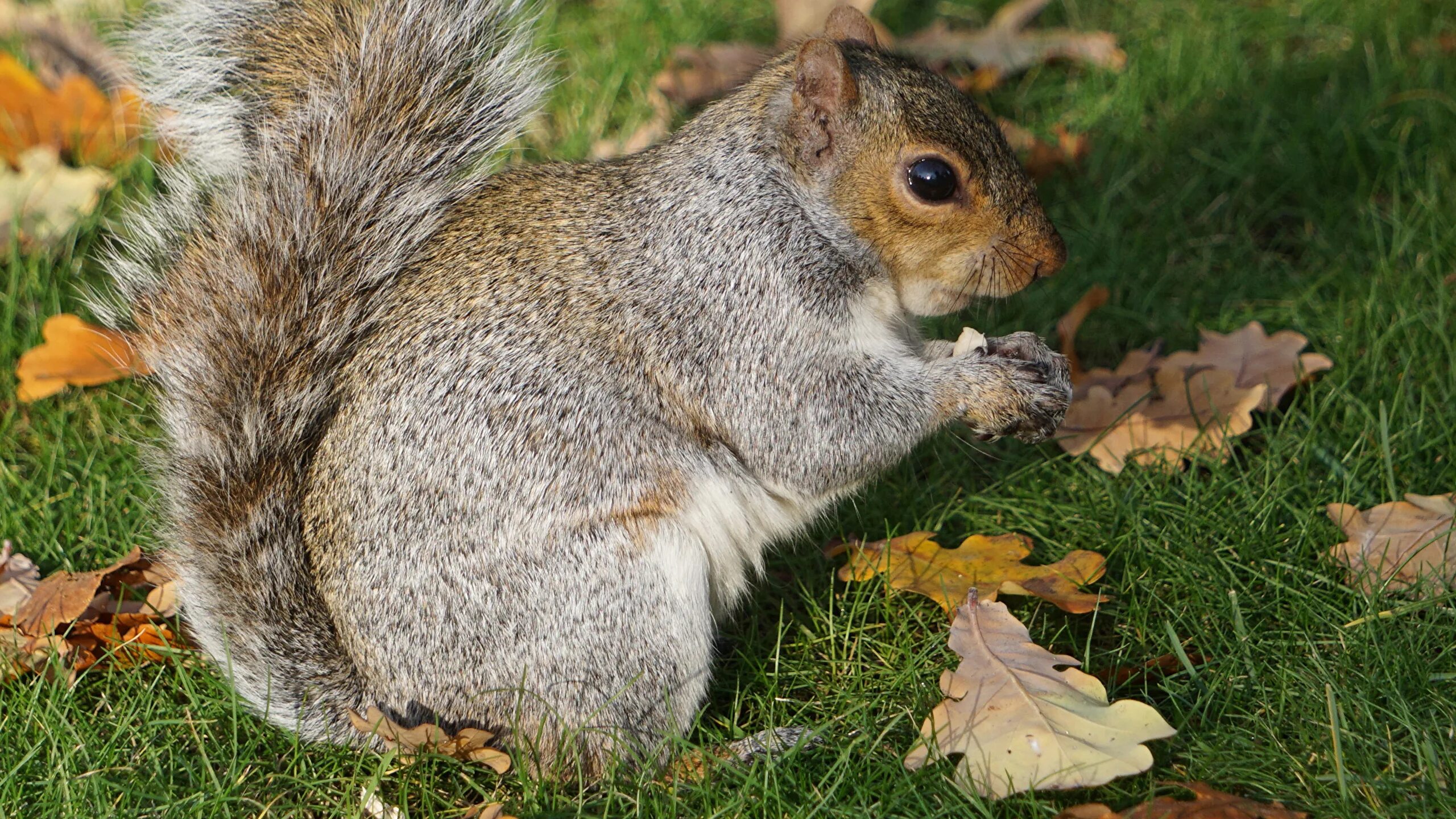какой белок в листьях. белка в лесу. белка. белка кедровка.