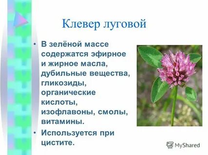 Систематические группы растений клевер луговой