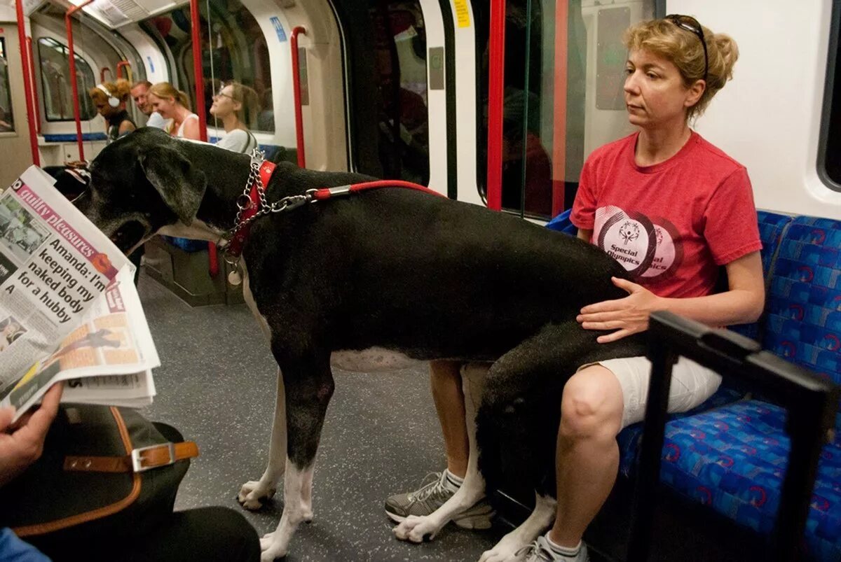 Можно перевозить собаку в автобусе