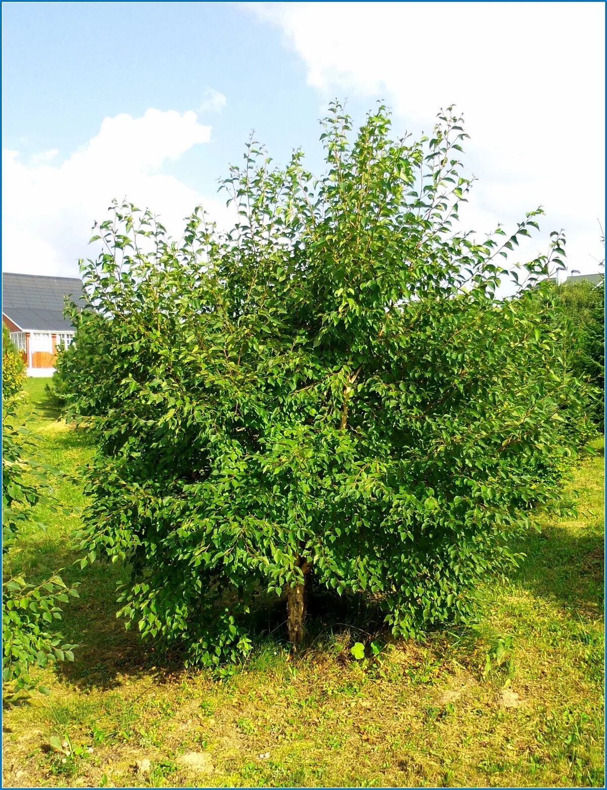 Береза Даурская (Betula dahurica). Береза кустарниковая Betula fruticosa. Береза Даурская черная. Берёза повислая. Береза приземистая