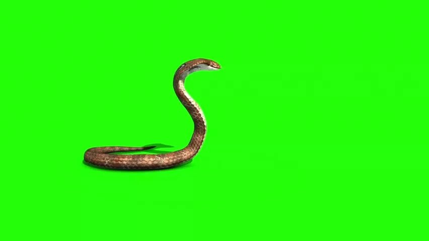 Футаж змей. Футаж змеи. змея анимация. футаж кобра. змея футаж хромакей.