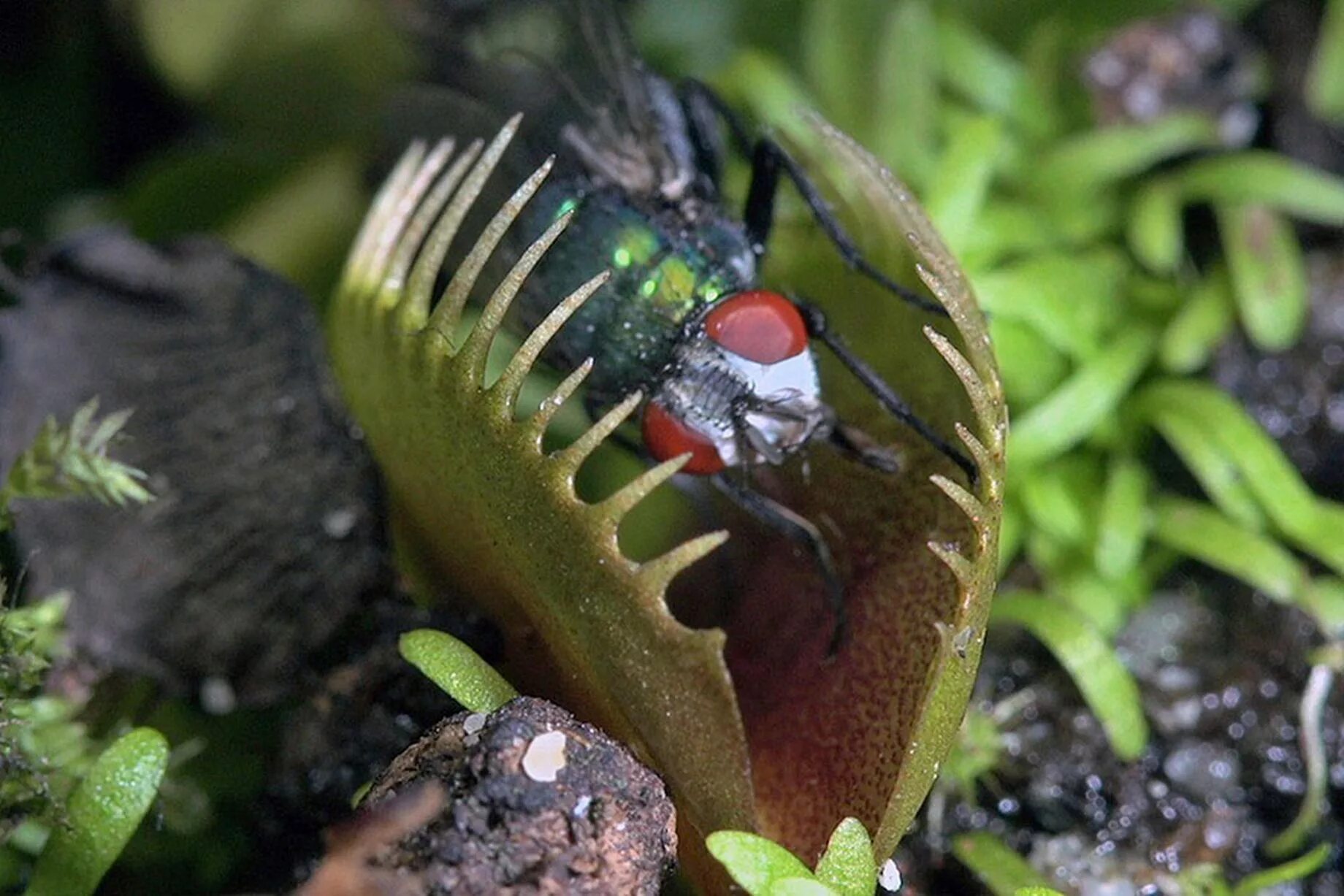 Plant video. Росянка и Венерина мухоловка. Растение хищник Венерина мухоловка. Ловчий аппарат Венериной мухоловки. Северная Америка Венерина мухоловка.