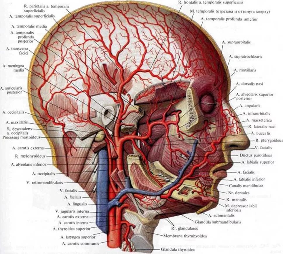Наружная Сонная артерия топография. Сонная артерия топография анатомия. Наружная Сонная артерия анатомия ветви. Наружная Сонная артерия анатомия латынь. Сонные артерии на лице