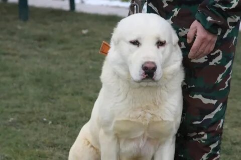 Подобранный алабай