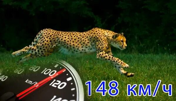 Сколько скорость гепарда. Максимальная скорость гепарда. Гепард скорость бега. Максимальная скорость Гепар. Скорость леопарда.