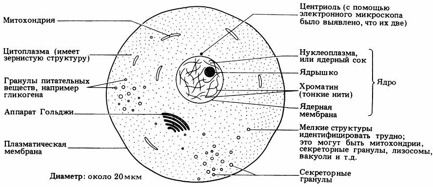 строение и функции клеточных органоидов рисунок. назовите структуры клетки. схема строения клетки организма человека. строение клетки эукариот схема. строение растительной и животной клетки 9 класс биология.