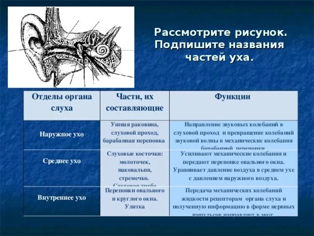 Таблица слуховой анализатор анализатор 8 класс. Слуховой анализатор 8 класс биология. Строение уха строение и функции. Строение и функции наружного среднего и внутреннего уха таблица. Практическая работа изучение строения органа слуха