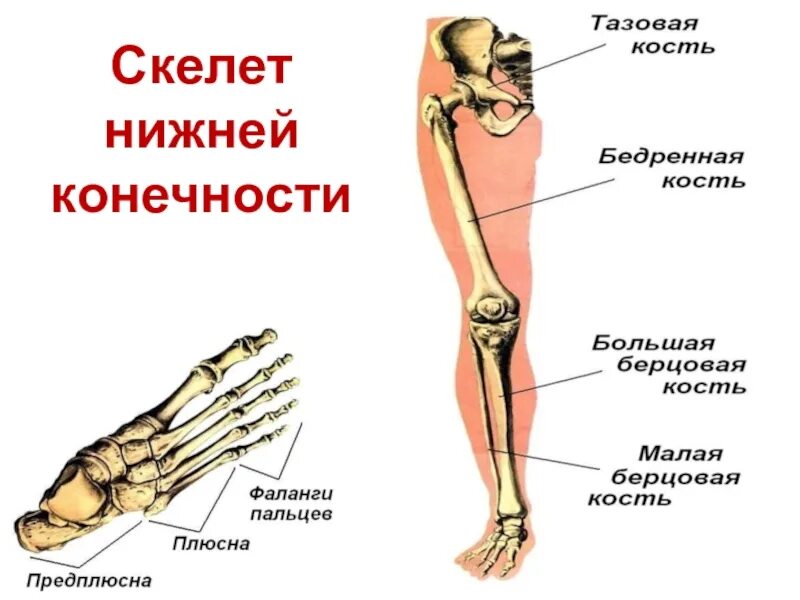 Нижние конечности являются. Скелет пояса нижних конечностей и свободная нижняя конечность. Скелет нижней конечности человека. Скелелет нижней конечности. Строение нижней конечности.